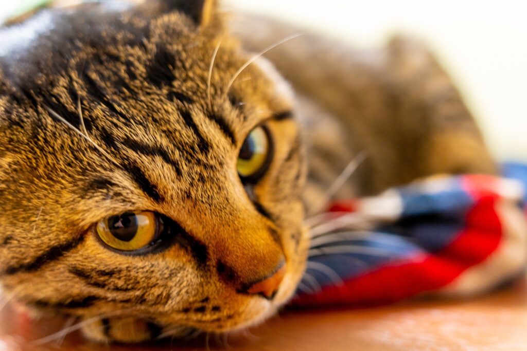 保護猫カフェ アトリエ高菜先生