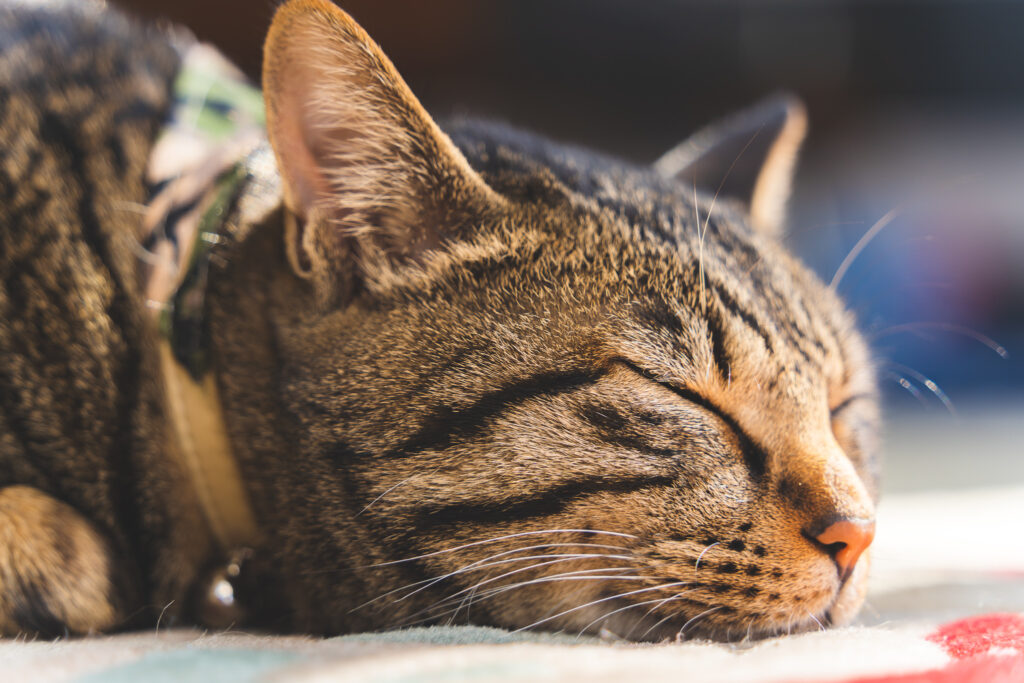 猫カフェ　河口湖